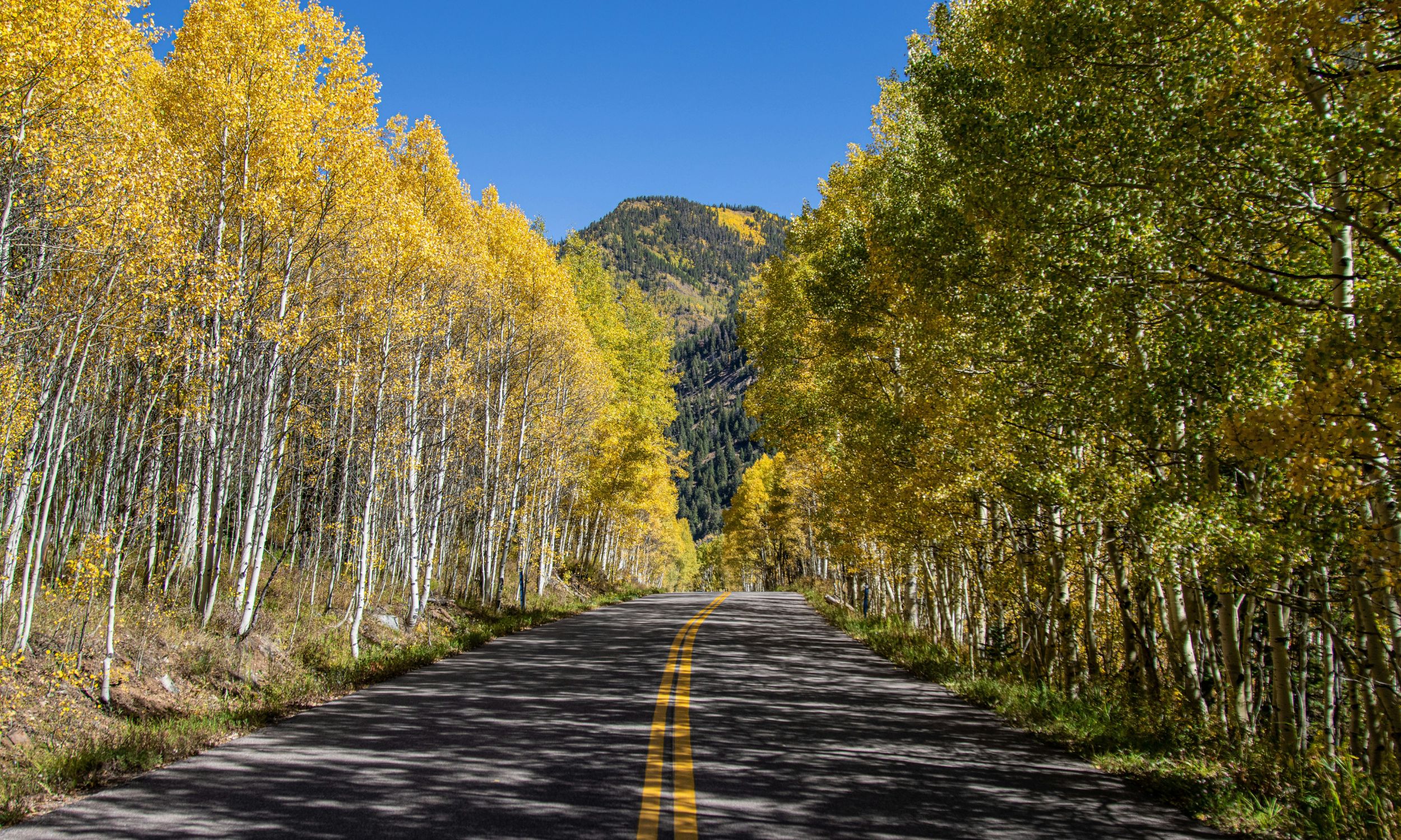 Colorado fall foliage trees along a road with a mountain in the background